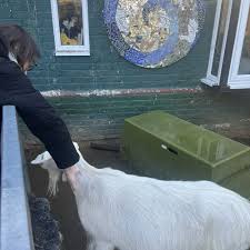 Image result for Weybridge Equestrian Centre