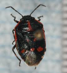 Attēlu rezultāti vaicājumam “Eurydema oleracea”