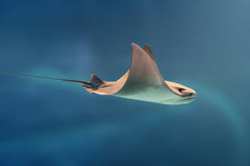 Image result for Myliobatis aquila