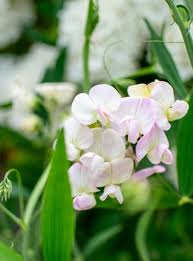 Attēlu rezultāti vaicājumam “Lathyrus latifolius flower”