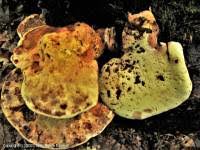 Attēlu rezultāti vaicājumam “Buglossoporus quercinus”