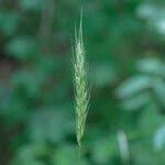 Attēlu rezultāti vaicājumam “Hordelymus europaeus leaf”