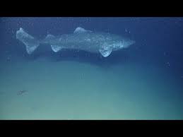 Image result for Somniosus microcephalus