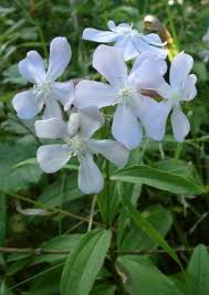 Attēlu rezultāti vaicājumam “Saponaria officinalis”