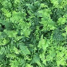 Attēlu rezultāti vaicājumam “Polystichum braunii”