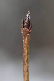 Attēlu rezultāti vaicājumam “Acer saccharinum bud”