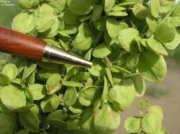 Image result for Atriplex hortensis