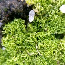 Attēlu rezultāti vaicājumam “Fossombronia wondraczekii sporophyte”