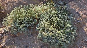 Attēlu rezultāti vaicājumam “Scleranthus perennis flower”