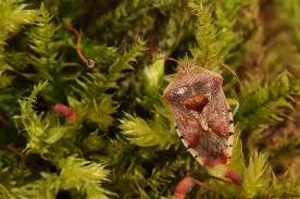 Attēlu rezultāti vaicājumam “Elasmucha grisea”