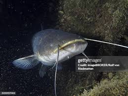 Image result for Silurus glanis