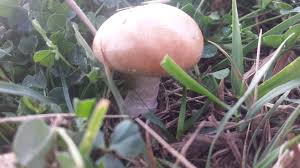 Attēlu rezultāti vaicājumam “Stropharia hornemannii”