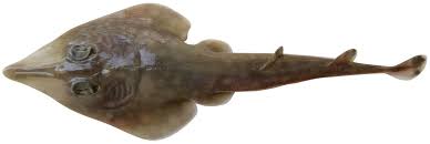 Image result for Rhinobatos rhinobatos