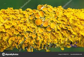 Attēlu rezultāti vaicājumam “Xanthoria parietina”