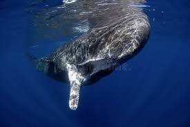 Image result for Physeter macrocephalus