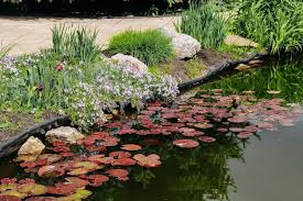 Attēlu rezultāti vaicājumam “Nymphaea candida leaf”
