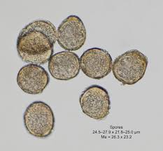 Attēlu rezultāti vaicājumam “Gymnosporangium cornutum”