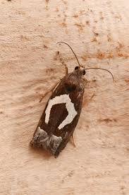 Attēlu rezultāti vaicājumam “Epiblema foenella”