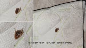 Attēlu rezultāti vaicājumam “Ectobius sylvestris nymph”