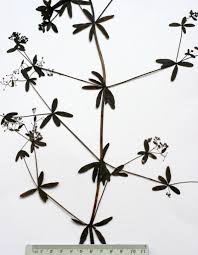 Attēlu rezultāti vaicājumam “Galium elongatum leaf”