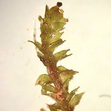 Attēlu rezultāti vaicājumam “Lophozia longidens”