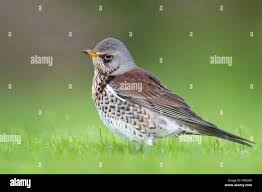 Attēlu rezultāti vaicājumam “Turdus pilaris adult”