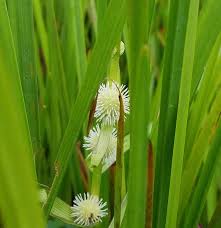 Attēlu rezultāti vaicājumam “Sparganium minimum”