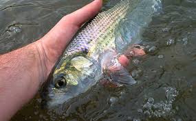 Image result for Alosa mediocris