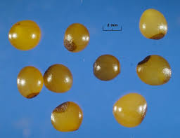 Attēlu rezultāti vaicājumam “Polygonatum verticillatum fruit”