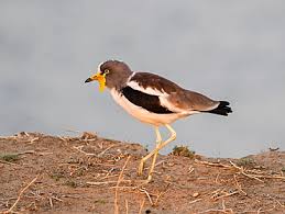 Attēlu rezultāti vaicājumam “Vanellus vanellus adult”