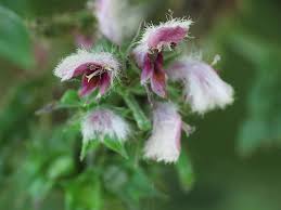 Attēlu rezultāti vaicājumam “Leonurus cardiaca flower”