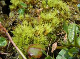 Attēlu rezultāti vaicājumam “Dicranales”