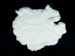 Image result for white rabbit skin texture