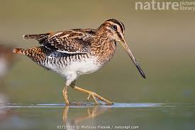 Image result for Gallinago gallinago