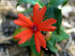 Attēlu rezultāti vaicājumam “Silene x arkwrightii Vesuvius flower”