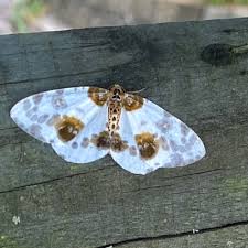 Attēlu rezultāti vaicājumam “Abraxas sylvata imago”