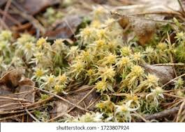 Attēlu rezultāti vaicājumam “Sphagnum palustre”