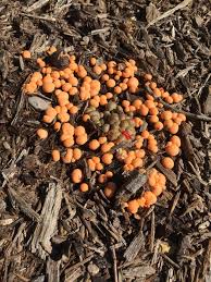 Attēlu rezultāti vaicājumam “Lycogala miserum”