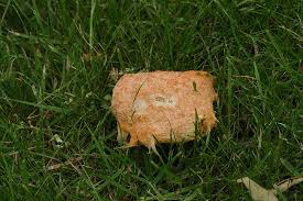 Attēlu rezultāti vaicājumam “Fuligo septica var. rufa”