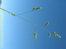 Attēlu rezultāti vaicājumam “Dactylis polygama”