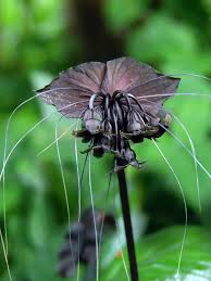 Image result for Tacca chantrieri