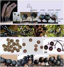 Attēlu rezultāti vaicājumam “Physarum pezizoideum stalked”