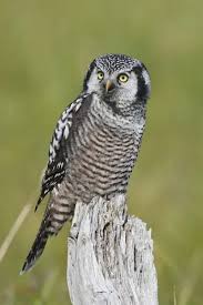 Image result for Surnia ulula