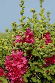 Attēlu rezultāti vaicājumam “Alcea rosea flower”