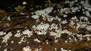 Attēlu rezultāti vaicājumam “Arcyria cinerea stalked”