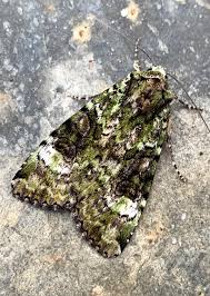 Attēlu rezultāti vaicājumam “Anaplectoides prasina”