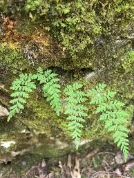 Attēlu rezultāti vaicājumam “Cystopteris fragilis”