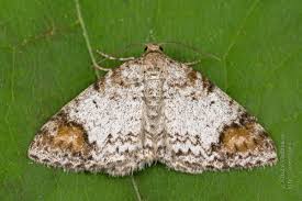 Attēlu rezultāti vaicājumam “Venusia blomeri”