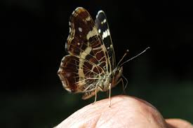 Attēlu rezultāti vaicājumam “Araschnia levana”