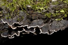 Attēlu rezultāti vaicājumam “Datronia mollis”